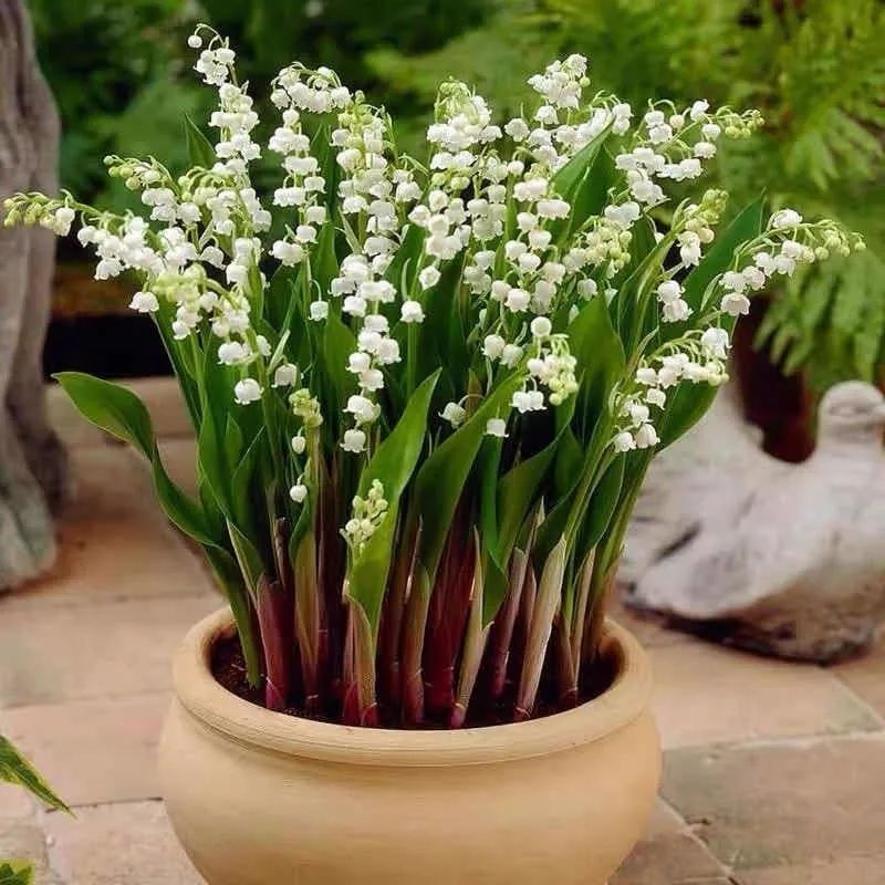 4 cây cảnh nở hoa "khủng" đúng dịp Tết, trồng ngay để cả nhà thơm ngát đầu năm mới - Ảnh 6.