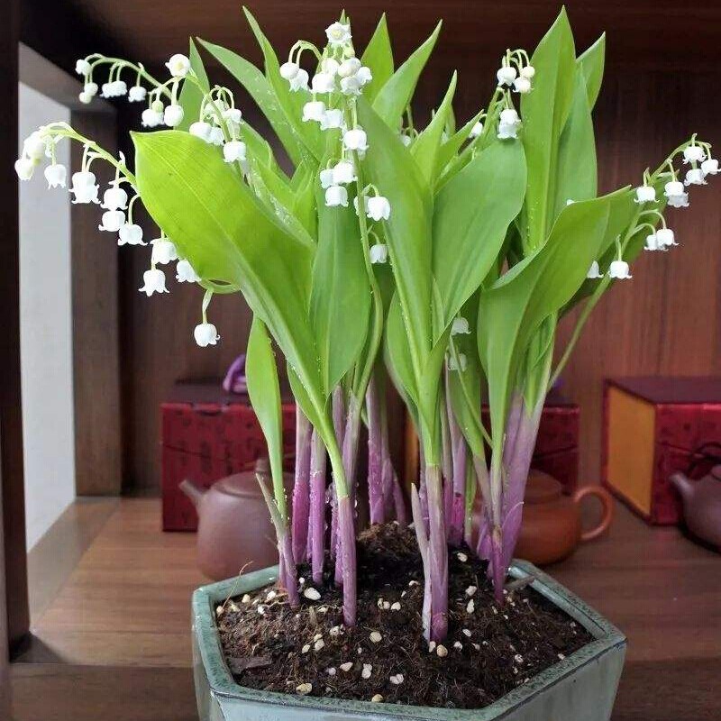 4 cây cảnh nở hoa "khủng" đúng dịp Tết, trồng ngay để cả nhà thơm ngát đầu năm mới - Ảnh 5.