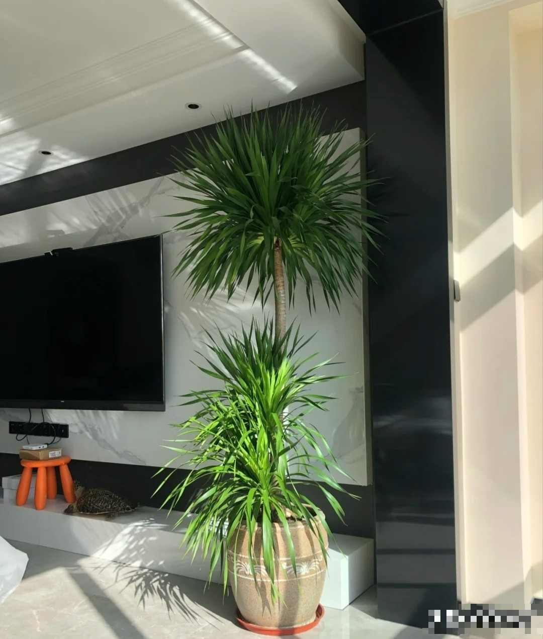 Năm hết Tết đến, trồng ngay cây cảnh "phát tài" để mang lộc lá vào nhà, truyền đời này qua đời khác - Ảnh 1.