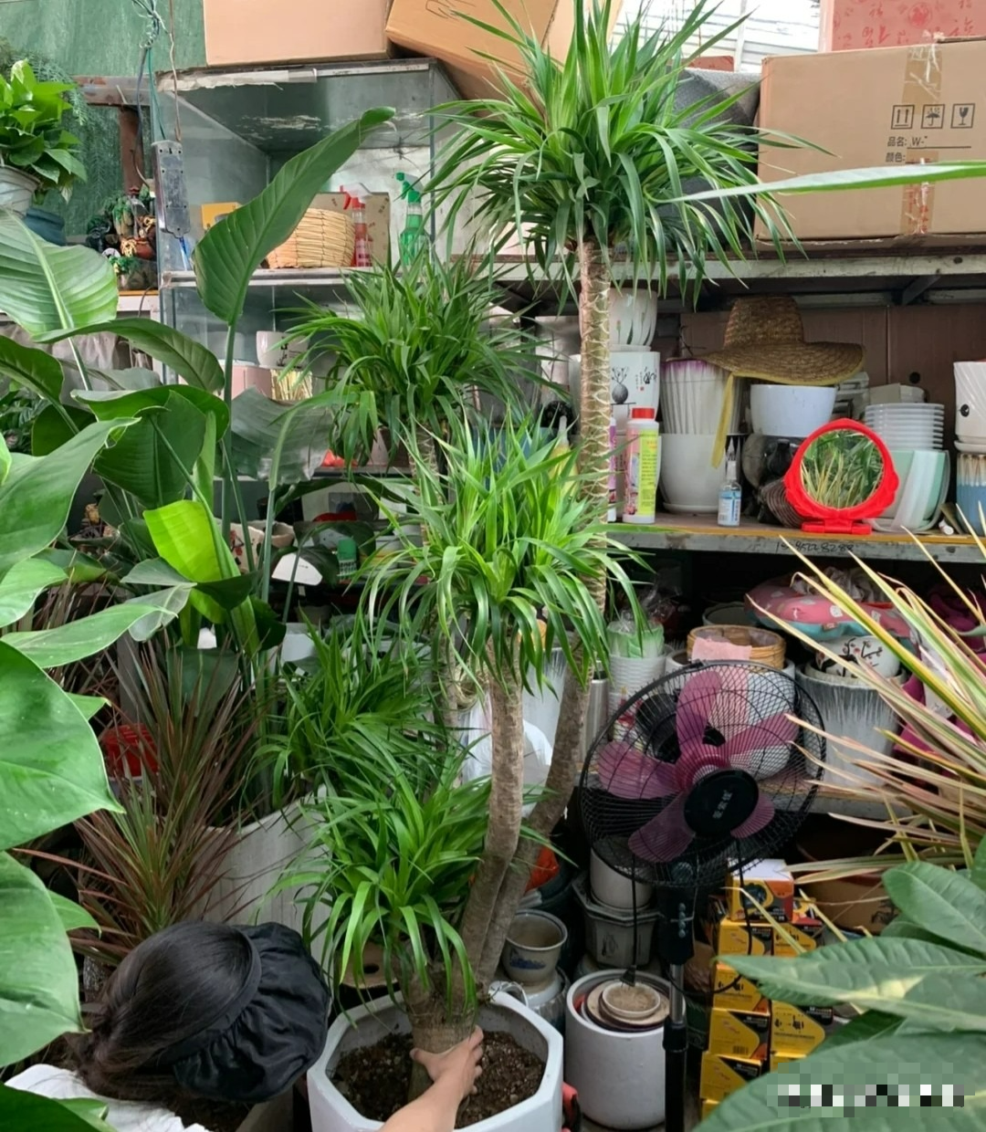 Năm hết Tết đến, trồng ngay cây cảnh "phát tài" để mang lộc lá vào nhà, truyền đời này qua đời khác - Ảnh 2.