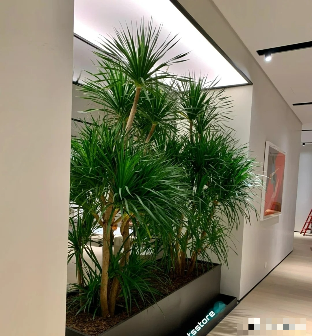 Năm hết Tết đến, trồng ngay cây cảnh "phát tài" để mang lộc lá vào nhà, truyền đời này qua đời khác - Ảnh 3.