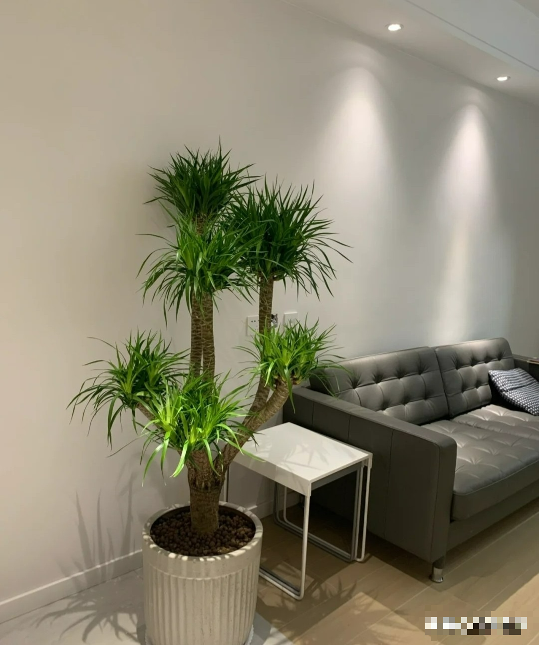 Năm hết Tết đến, trồng ngay cây cảnh "phát tài" để mang lộc lá vào nhà, truyền đời này qua đời khác - Ảnh 5.