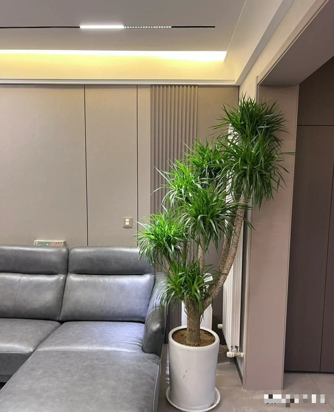 Năm hết Tết đến, trồng ngay cây cảnh "phát tài" để mang lộc lá vào nhà, truyền đời này qua đời khác - Ảnh 6.