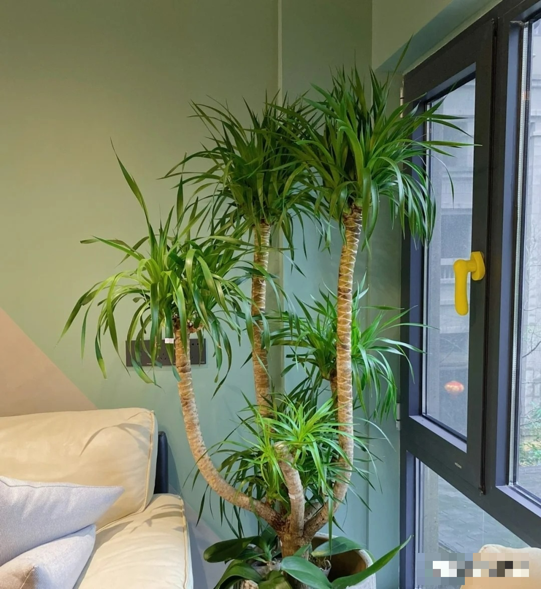 Năm hết Tết đến, trồng ngay cây cảnh "phát tài" để mang lộc lá vào nhà, truyền đời này qua đời khác - Ảnh 7.