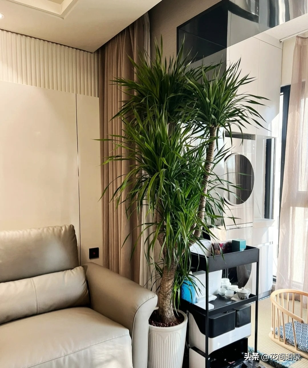 Năm hết Tết đến, trồng ngay cây cảnh "phát tài" để mang lộc lá vào nhà, truyền đời này qua đời khác - Ảnh 8.