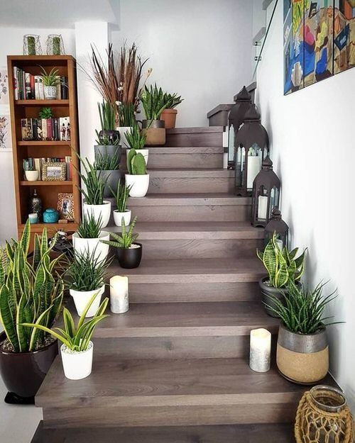4 cây cảnh "mạ vàng, dát bạc", mang may mắn, tài lộc cho gia đình, lại cực dễ trồng - Ảnh 1.