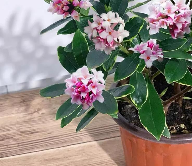 4 cây cảnh "mạ vàng, dát bạc", mang may mắn, tài lộc cho gia đình, lại cực dễ trồng - Ảnh 4.