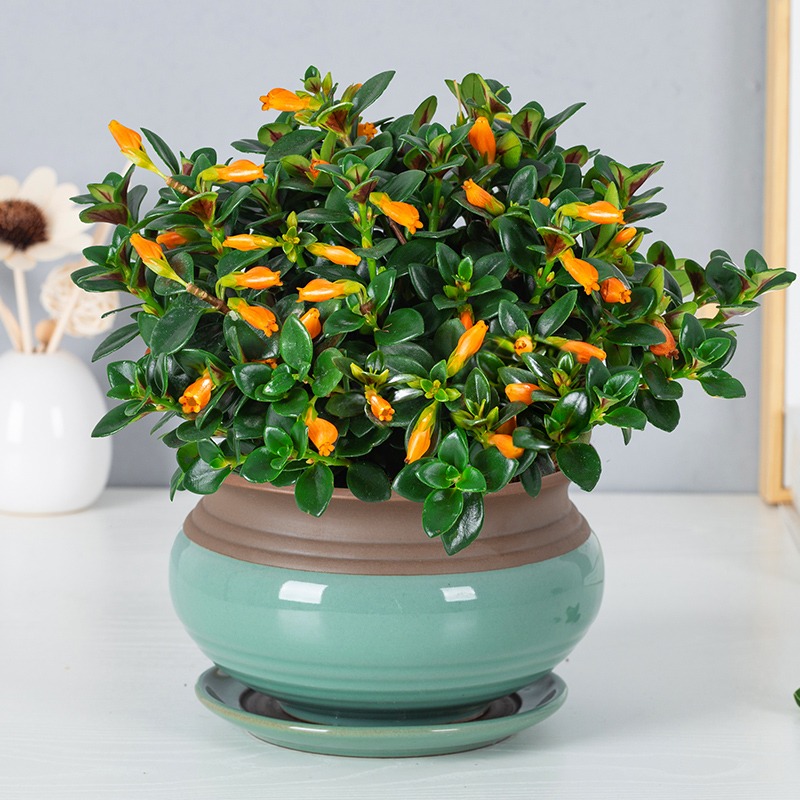 7 cây cảnh nở hoa phú quý, thơm ngát khắp phòng, mang điềm lành vào nhà đầu năm mới - Ảnh 11.