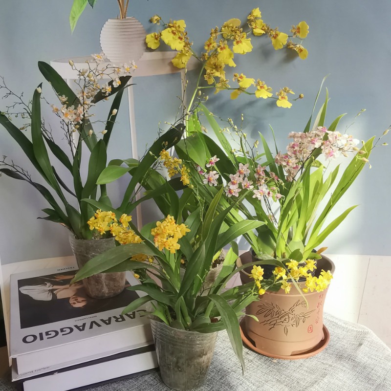 7 cây cảnh nở hoa phú quý, thơm ngát khắp phòng, mang điềm lành vào nhà đầu năm mới - Ảnh 4.