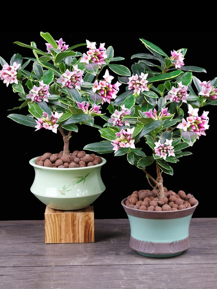 7 cây cảnh nở hoa phú quý, thơm ngát khắp phòng, mang điềm lành vào nhà đầu năm mới - Ảnh 9.