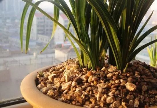 Thêm "vật lạ" vào chậu cây cảnh, đất không chai cứng, côn trùng không chui lên, lá xanh bóng - Ảnh 3. Thêm "vật lạ" vào chậu cây cảnh, đất không chai cứng, côn trùng không chui lên, lá xanh bóng - Ảnh 3.