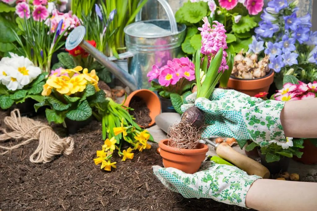 Thêm "vật lạ" vào chậu cây cảnh, đất không chai cứng, côn trùng không chui lên, lá xanh bóng - Ảnh 1. Thêm "vật lạ" vào chậu cây cảnh, đất không chai cứng, côn trùng không chui lên, lá xanh bóng - Ảnh 1.