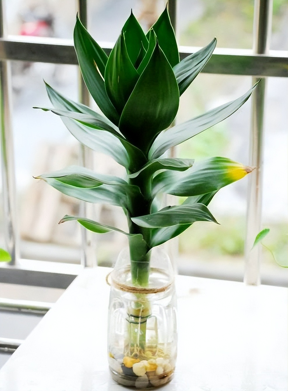 Tết Nguyên đán sắp đến, trồng cây cảnh phát tài phát lộc bao nhiêu cành thì tốt lành, thịnh vượng đầy nhà?  - Ảnh 3.