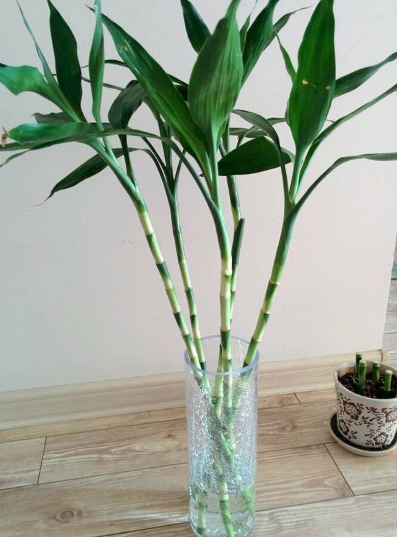 Tết Nguyên đán sắp đến, trồng cây cảnh phát tài phát lộc bao nhiêu cành thì tốt lành, thịnh vượng đầy nhà?  - Ảnh 6.