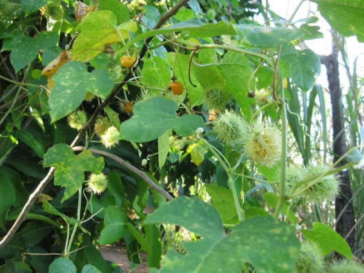 Loại rau kỳ lạ khi rửa tạo bọt như xà phòng nhưng ăn rất ngon, giúp an thần và ngủ ngon - Ảnh 4.