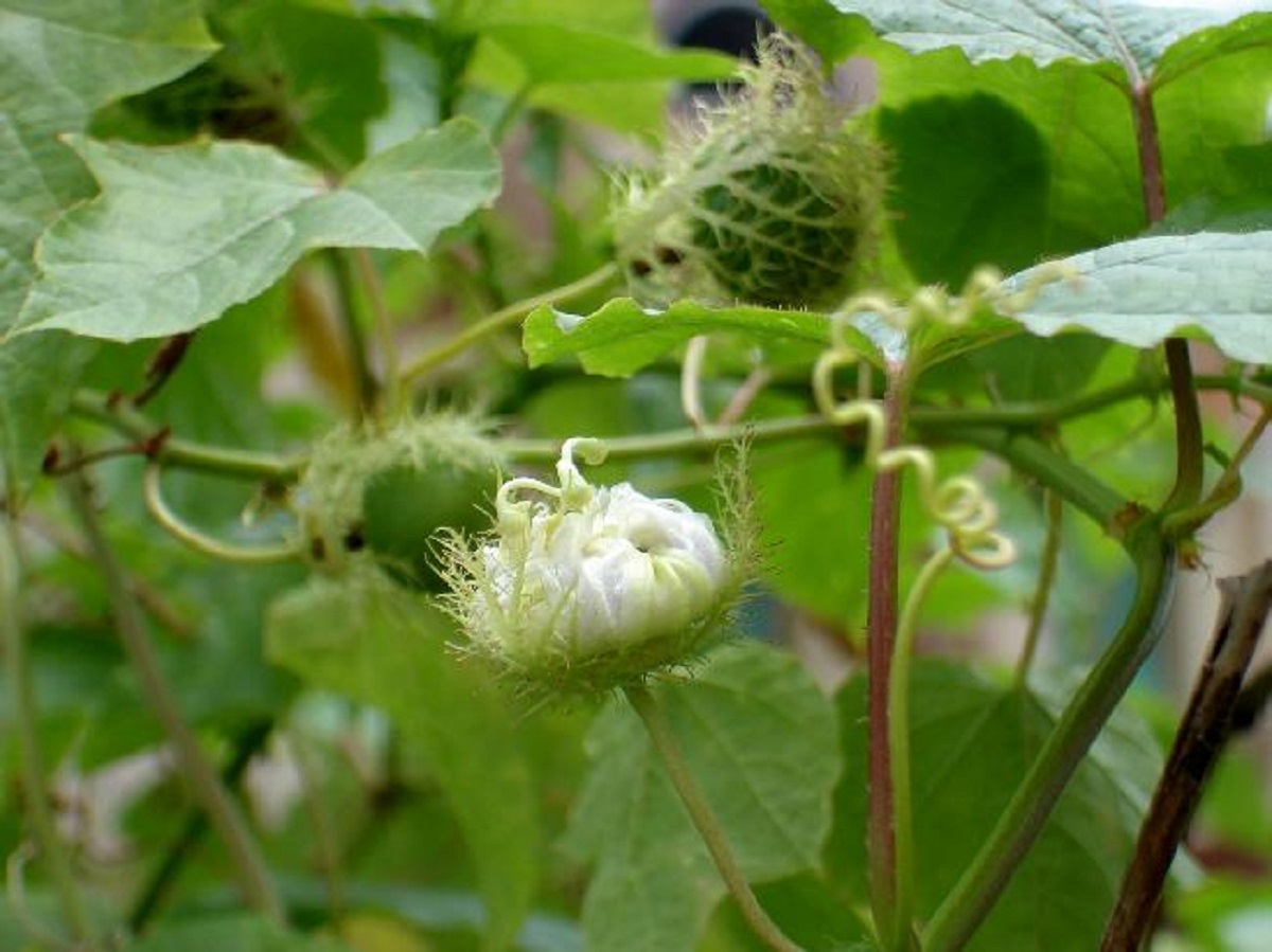 Loại rau kỳ lạ khi rửa tạo bọt như xà phòng nhưng ăn rất ngon, giúp an thần và ngủ ngon - Ảnh 3.