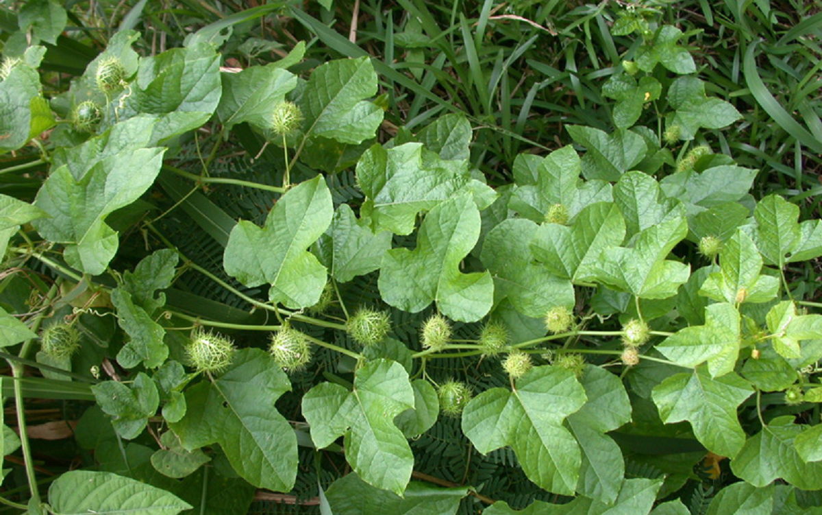 Loại rau kỳ lạ khi rửa tạo bọt như xà phòng nhưng ăn rất ngon, giúp an thần và ngủ ngon - Ảnh 2.