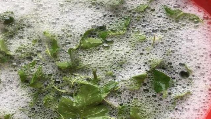 Loại rau kỳ lạ khi rửa tạo bọt như xà phòng nhưng ăn rất ngon, giúp an thần và ngủ ngon - Ảnh 1.