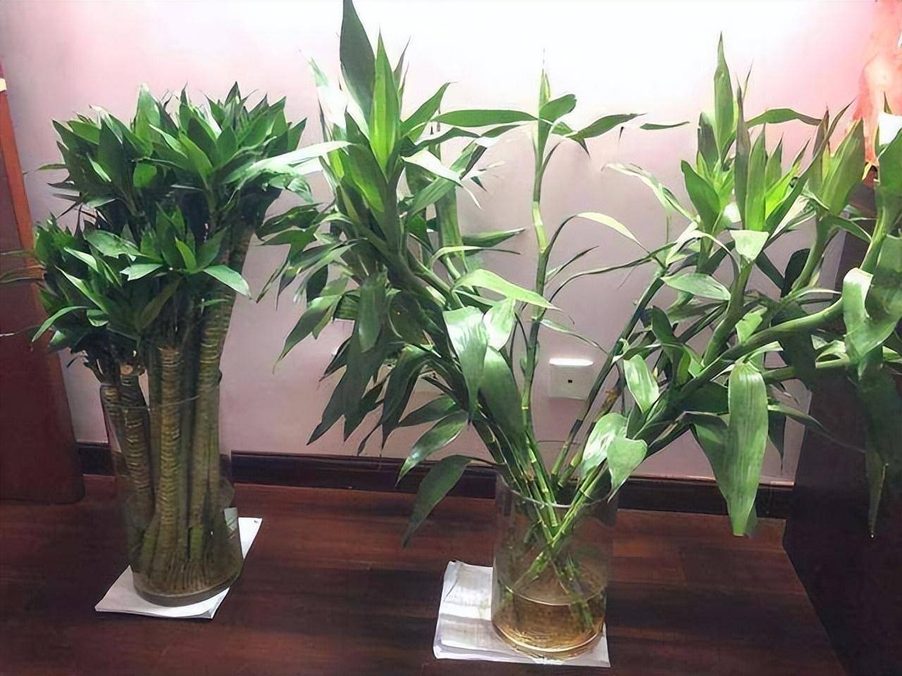 Tết Nguyên đán sắp đến, trồng cây cảnh phát tài phát lộc bao nhiêu cành thì tốt lành, thịnh vượng đầy nhà?  - Ảnh 10.