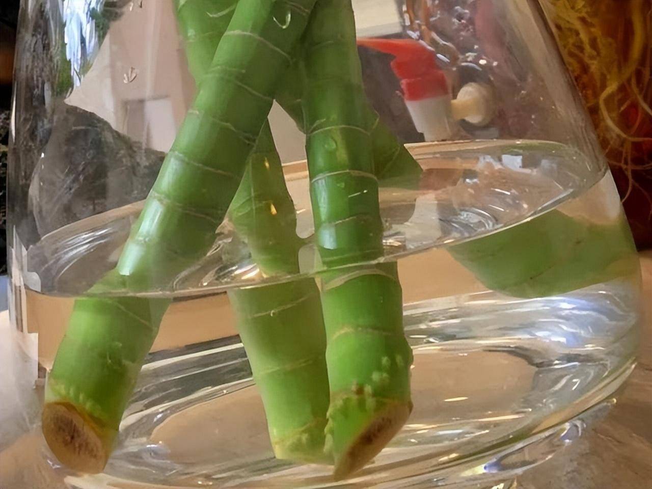 Tết Nguyên đán sắp đến, trồng cây cảnh phát tài phát lộc bao nhiêu cành thì tốt lành, thịnh vượng đầy nhà?  - Ảnh 9.