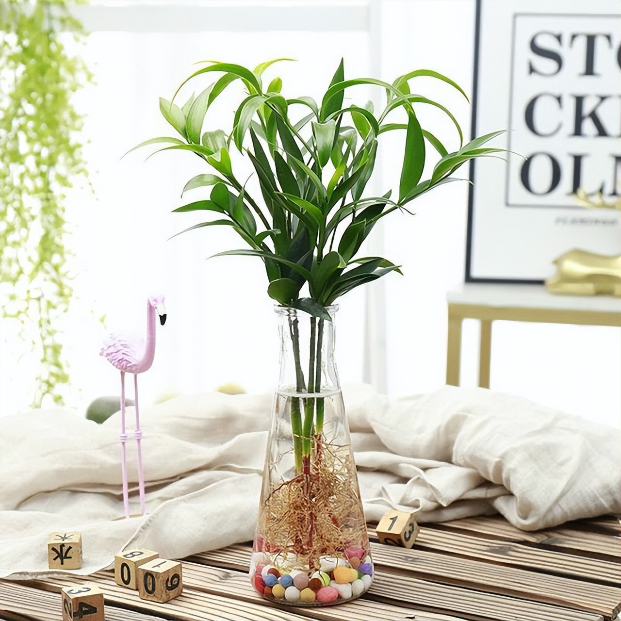 Tết Nguyên đán sắp đến, trồng cây cảnh phát tài phát lộc bao nhiêu cành thì tốt lành, thịnh vượng đầy nhà?  - Ảnh 5.