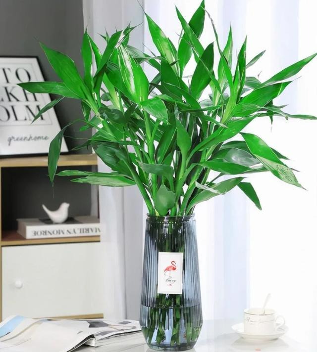 Tết Nguyên đán sắp đến, trồng cây cảnh phát tài phát lộc bao nhiêu cành thì tốt lành, thịnh vượng đầy nhà?  - Ảnh 7.