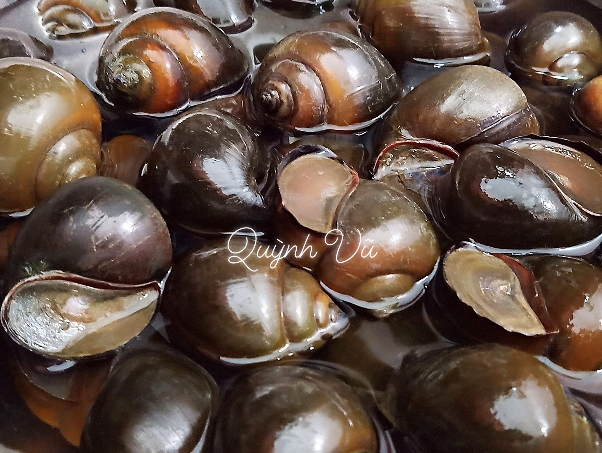 Món nem ốc béo giòn thơm ngon cho ngày trời lạnh - Ảnh 2. Món nem ốc béo giòn thơm ngon cho ngày trời lạnh - Ảnh 2.