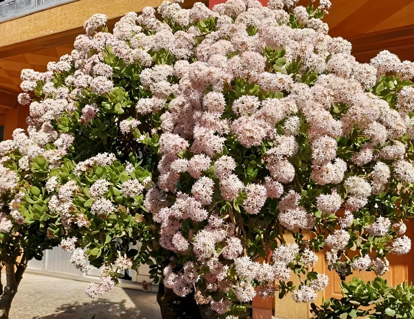 Người xưa dặn, trồng 4 cây cảnh sống lâu trăm tuổi để gia đình hưng thịnh, nhân hòa - Ảnh 3.