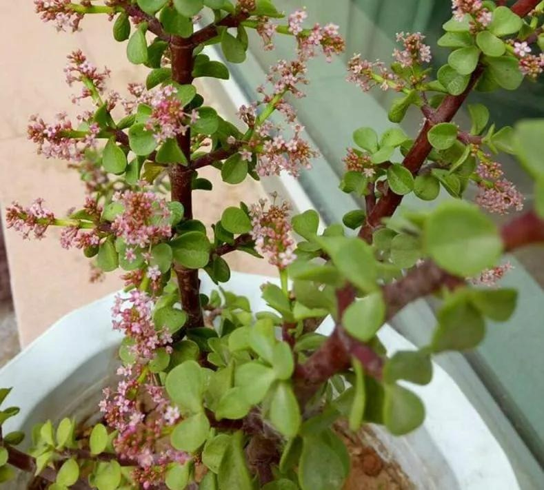 Người xưa nói: "4 cây cảnh này nở hoa có nghĩa hỷ sự đang đến", nhà bạn có điềm lành chưa?  - Ảnh 5.