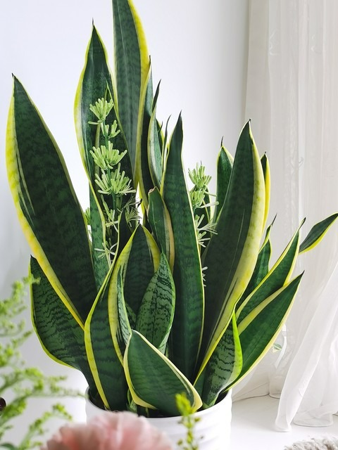 Người xưa nói: "4 cây cảnh này nở hoa có nghĩa hỷ sự đang đến", nhà bạn có điềm lành chưa?  - Ảnh 9.