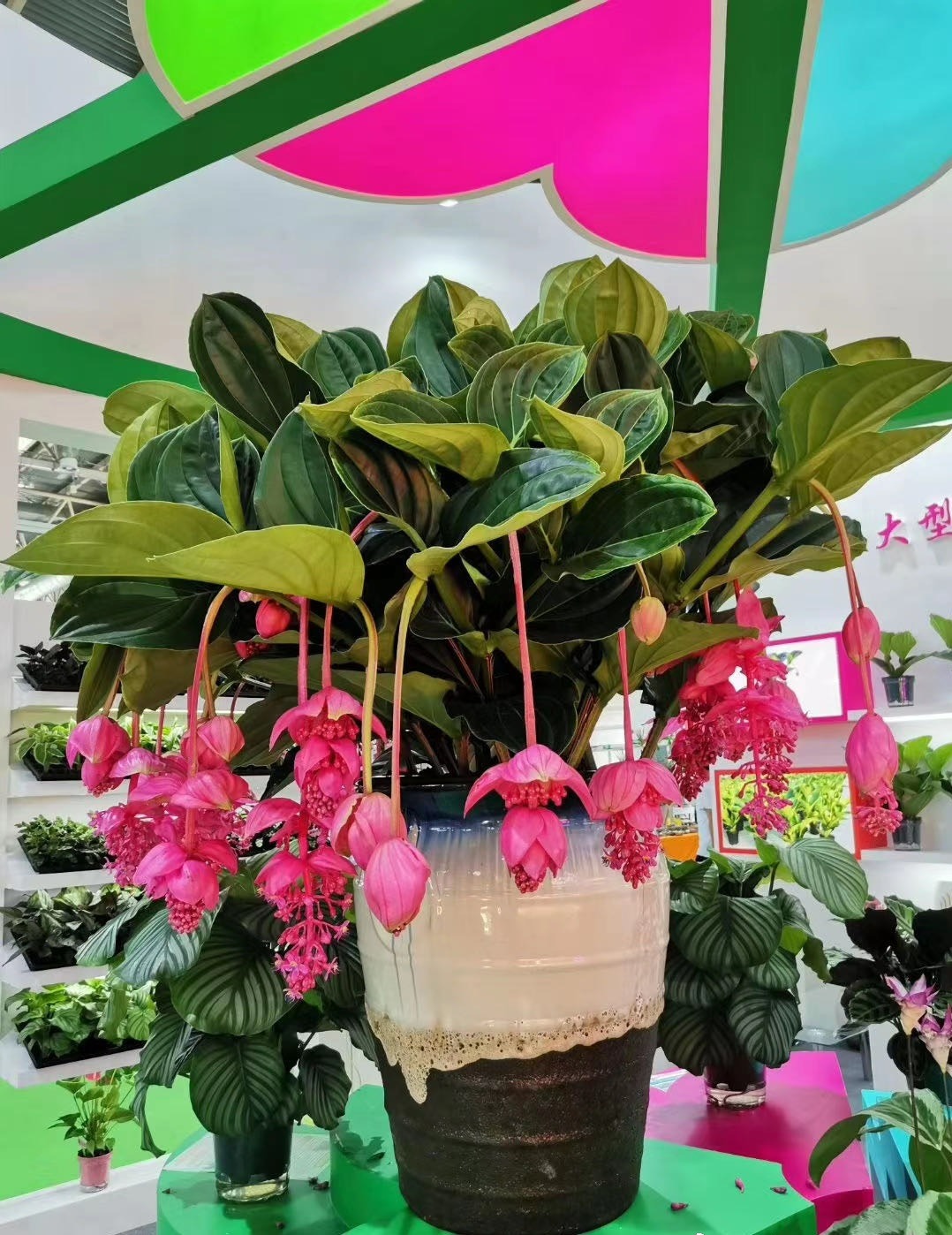 Mang Tết sớm về nhà với cây cảnh "linh vật của điềm lành", hoa nở rạng rỡ như lời chúc tốt lành - Ảnh 6. Mang Tết sớm về nhà với cây cảnh "linh vật của điềm lành", hoa nở rạng rỡ như lời chúc tốt lành - Ảnh 6.