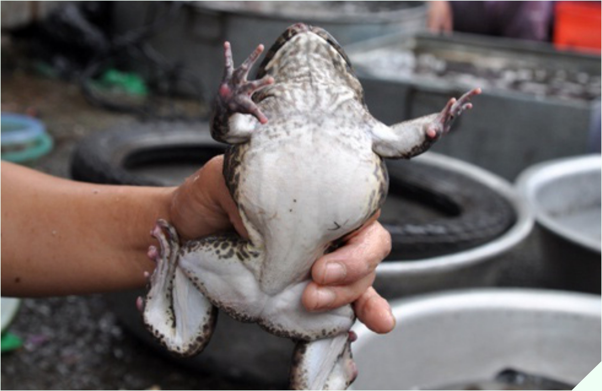 Đi chợ gặp loại thịt được ví như “vị thuốc mùa đông” mua về nấu cùng quả dài ngoằng thành món cay cay, lớn nhỏ - Ảnh 4.