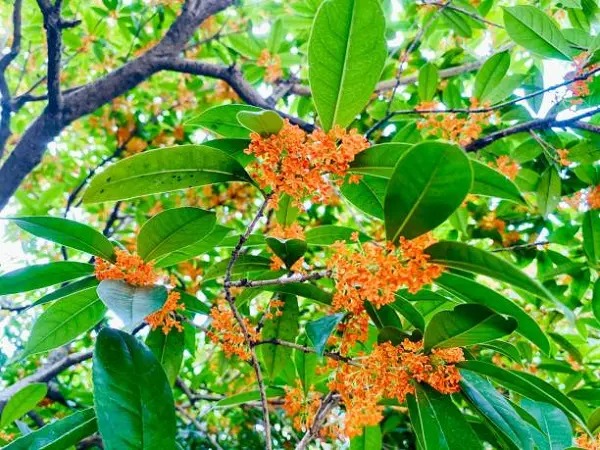 5 cây cảnh thể hiện "phú quý vinh hoa", thắp sáng sân nhà, ngụ ý sung túc, thịnh vượng - Ảnh 9. 5 cây cảnh thể hiện "phú quý vinh hoa", thắp sáng sân nhà, ngụ ý sung túc, thịnh vượng - Ảnh 9.