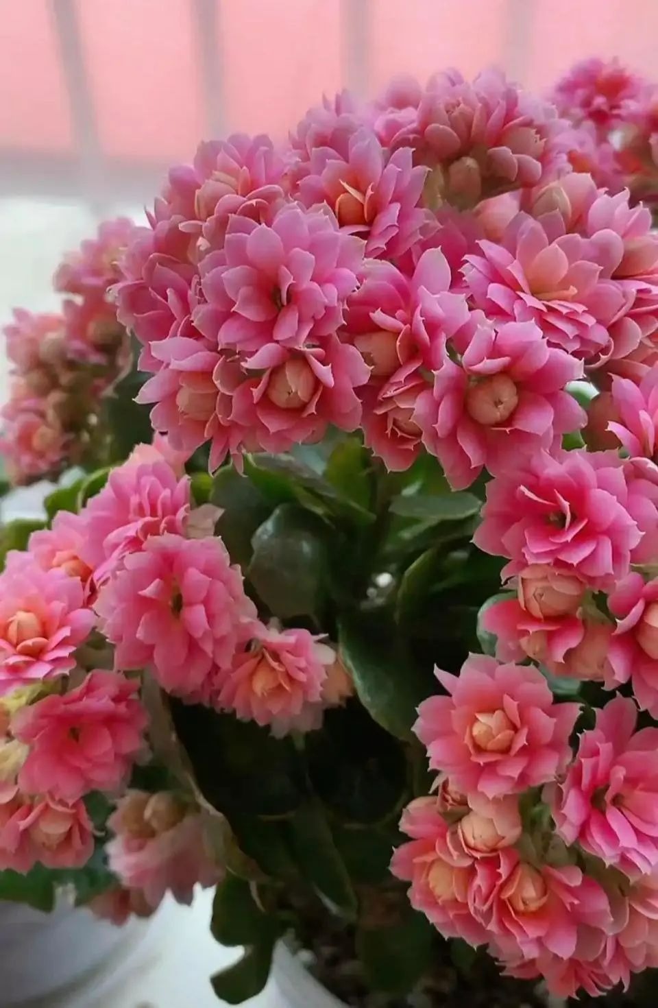 Mùa đông, trồng 6 cây cảnh phú quý này trong nhà, hoa nở đầy chậu, phúc lộc tưng bừng - Ảnh 1.