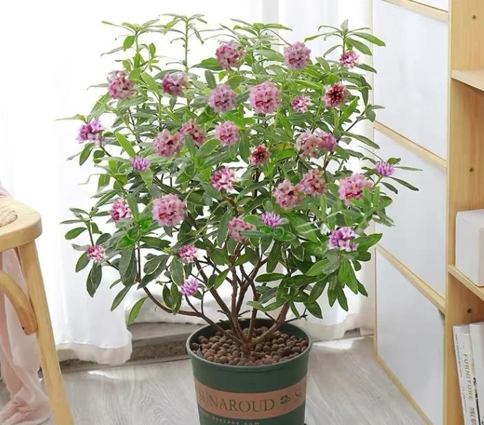 Mùa đông, trồng 6 cây cảnh phú quý này trong nhà, hoa nở đầy chậu, phúc lộc tưng bừng - Ảnh 6.