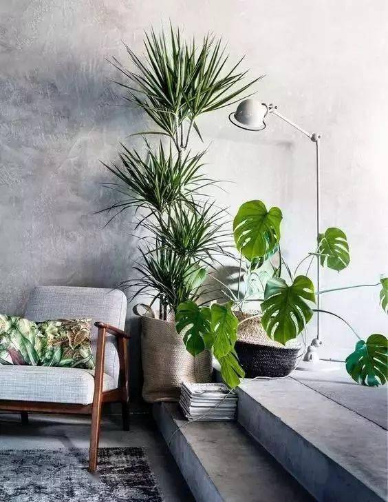 Sắp Tết rồi, mua ngay 5 cây cảnh này để đẹp nhà, trấn trạch, hút tài lộc - Ảnh 6.
