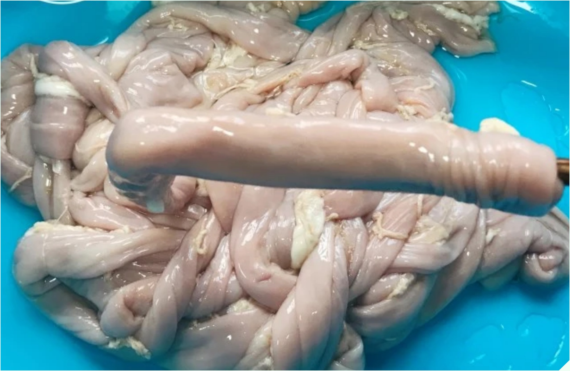 Làm lòng non đừng chỉ dùng muối, cứ cho 2 thứ này vào là lòng sạch tinh, luộc lên trắng giòn sần sật, không có - Ảnh 7.