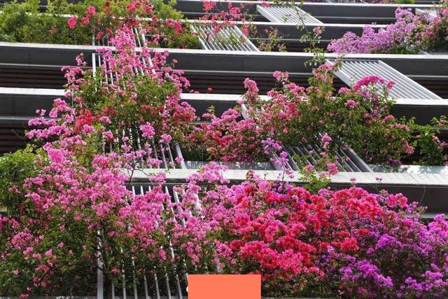 Trồng 7 cây cảnh này trong nhà, 4 mùa ngắm hoa, loài nào cũng kiêu sa, rực rỡ  - Ảnh 8.