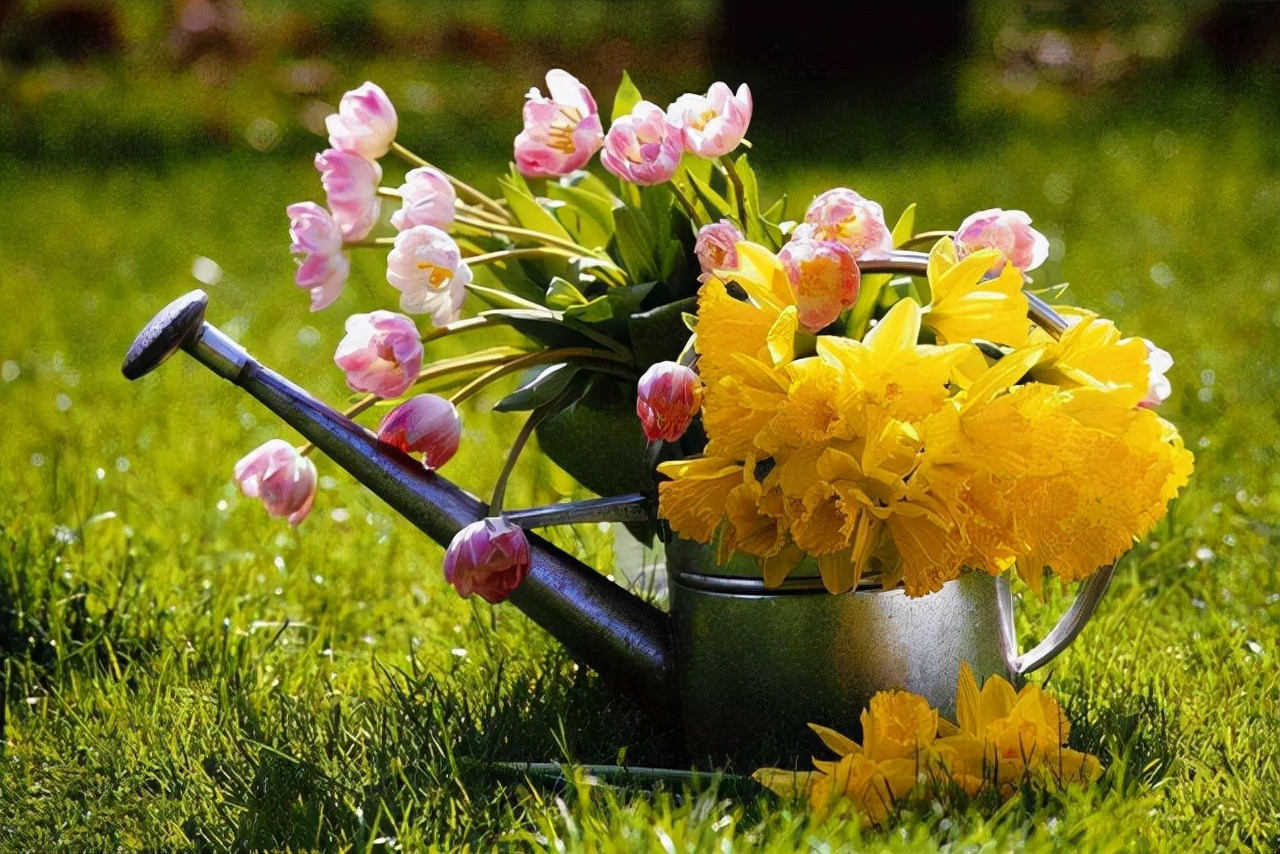 Trồng 7 cây cảnh này trong nhà, 4 mùa ngắm hoa, loài nào cũng kiêu sa, rực rỡ  - Ảnh 1.