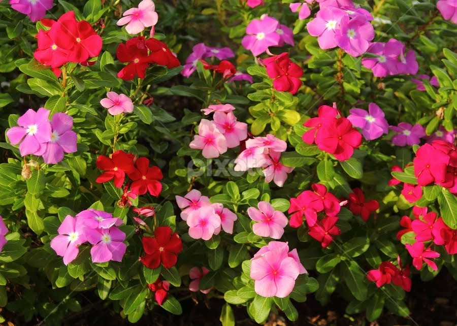 Trồng 7 cây cảnh này trong nhà, 4 mùa ngắm hoa, loài nào cũng kiêu sa, rực rỡ  - Ảnh 6.