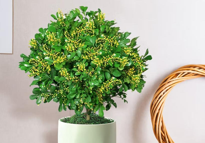 Trồng 7 cây cảnh này trong nhà, 4 mùa ngắm hoa, loài nào cũng kiêu sa, rực rỡ  - Ảnh 5.