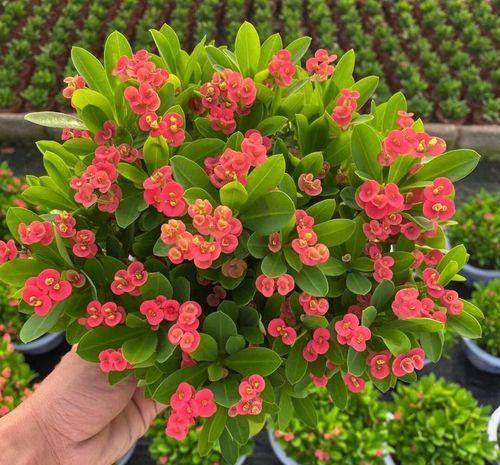 Trồng 7 cây cảnh này trong nhà, 4 mùa ngắm hoa, loài nào cũng kiêu sa, rực rỡ  - Ảnh 7.