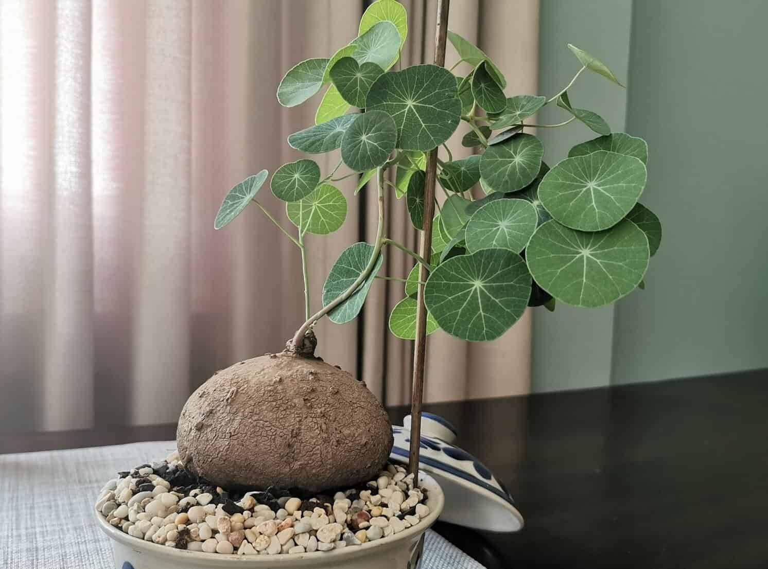 7 cây cảnh "bụng bự", siêu chịu hạn, cả tháng không tưới nước vẫn sống khỏe   - Ảnh 3.