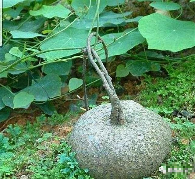 7 cây cảnh "bụng bự", siêu chịu hạn, cả tháng không tưới nước vẫn sống khỏe   - Ảnh 4.