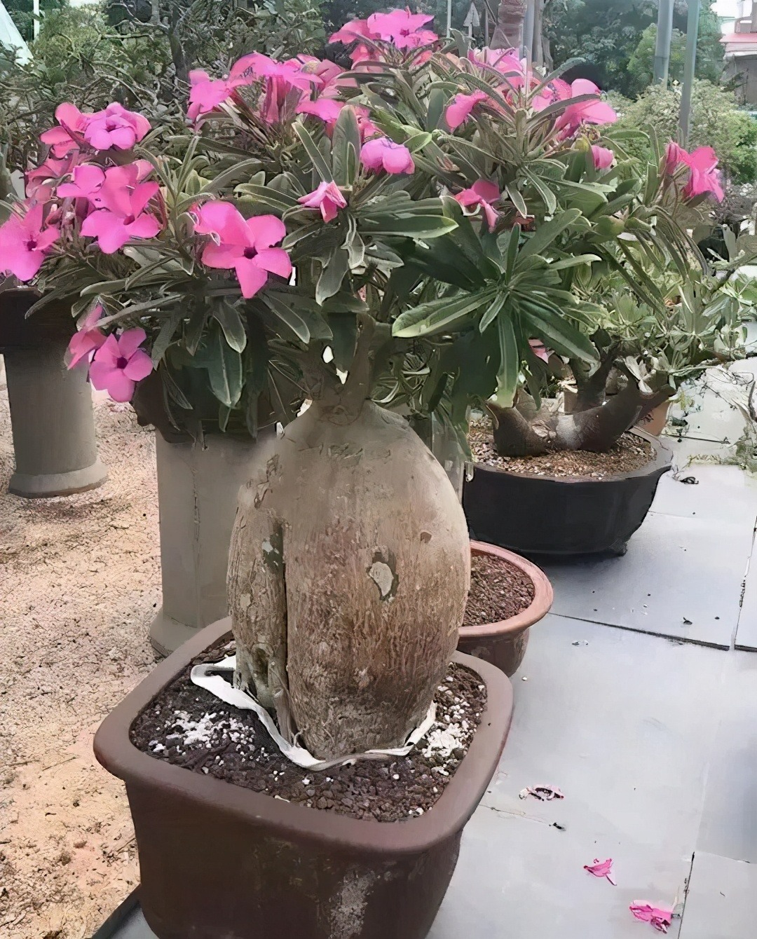 7 cây cảnh "bụng bự", siêu chịu hạn, cả tháng không tưới nước vẫn sống khỏe   - Ảnh 8.