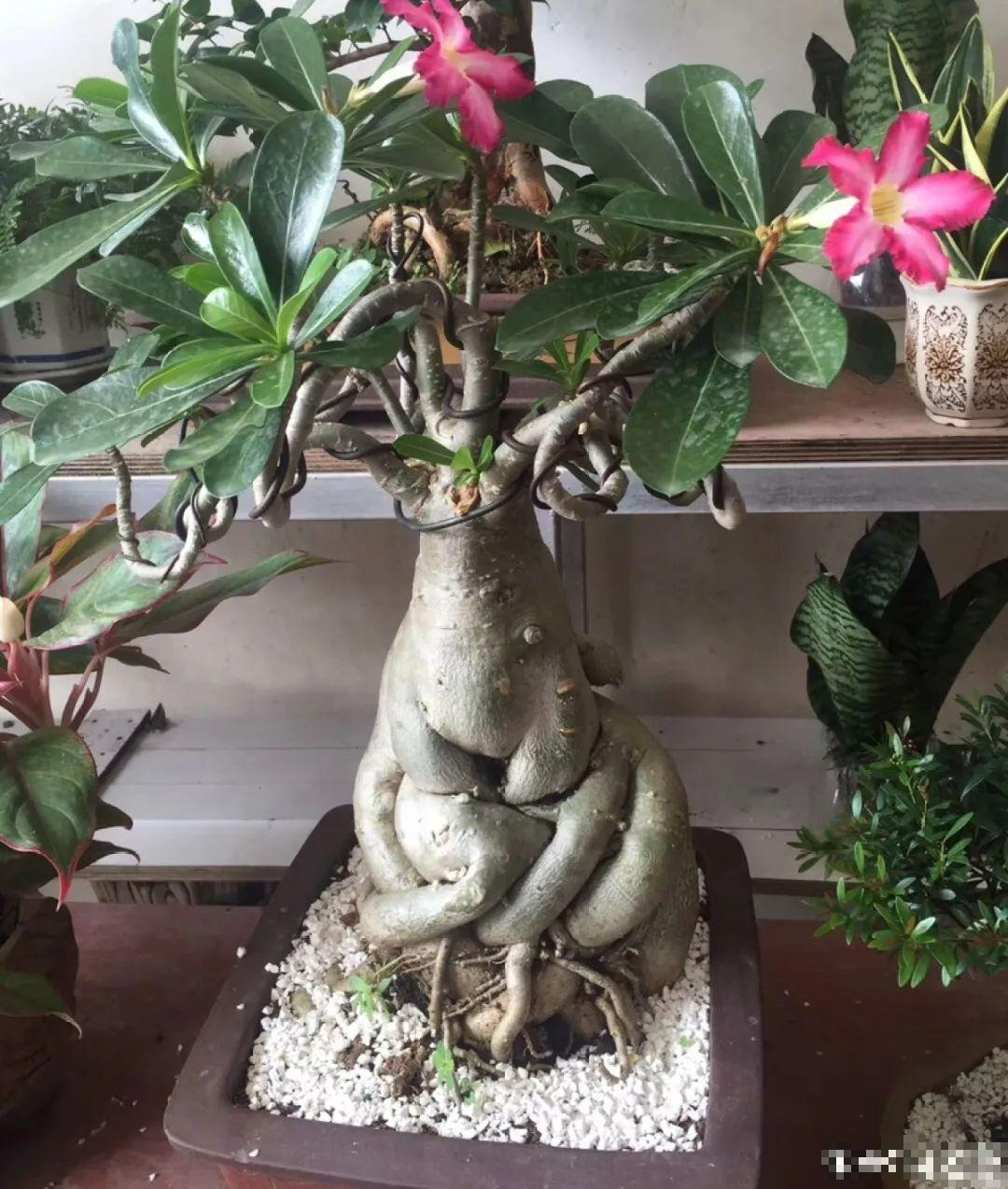 7 cây cảnh "bụng bự", siêu chịu hạn, cả tháng không tưới nước vẫn sống khỏe   - Ảnh 7.