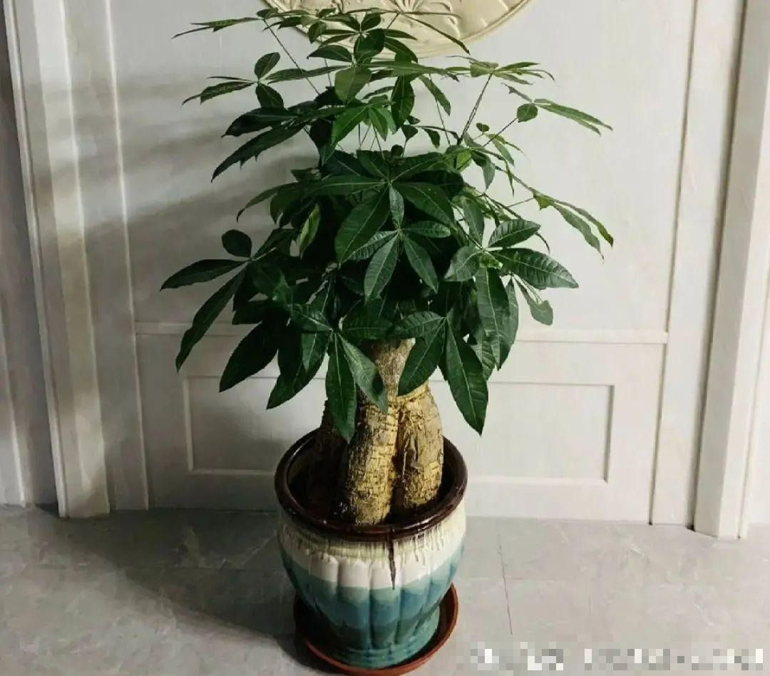 7 cây cảnh "bụng bự", siêu chịu hạn, cả tháng không tưới nước vẫn sống khỏe   - Ảnh 5.