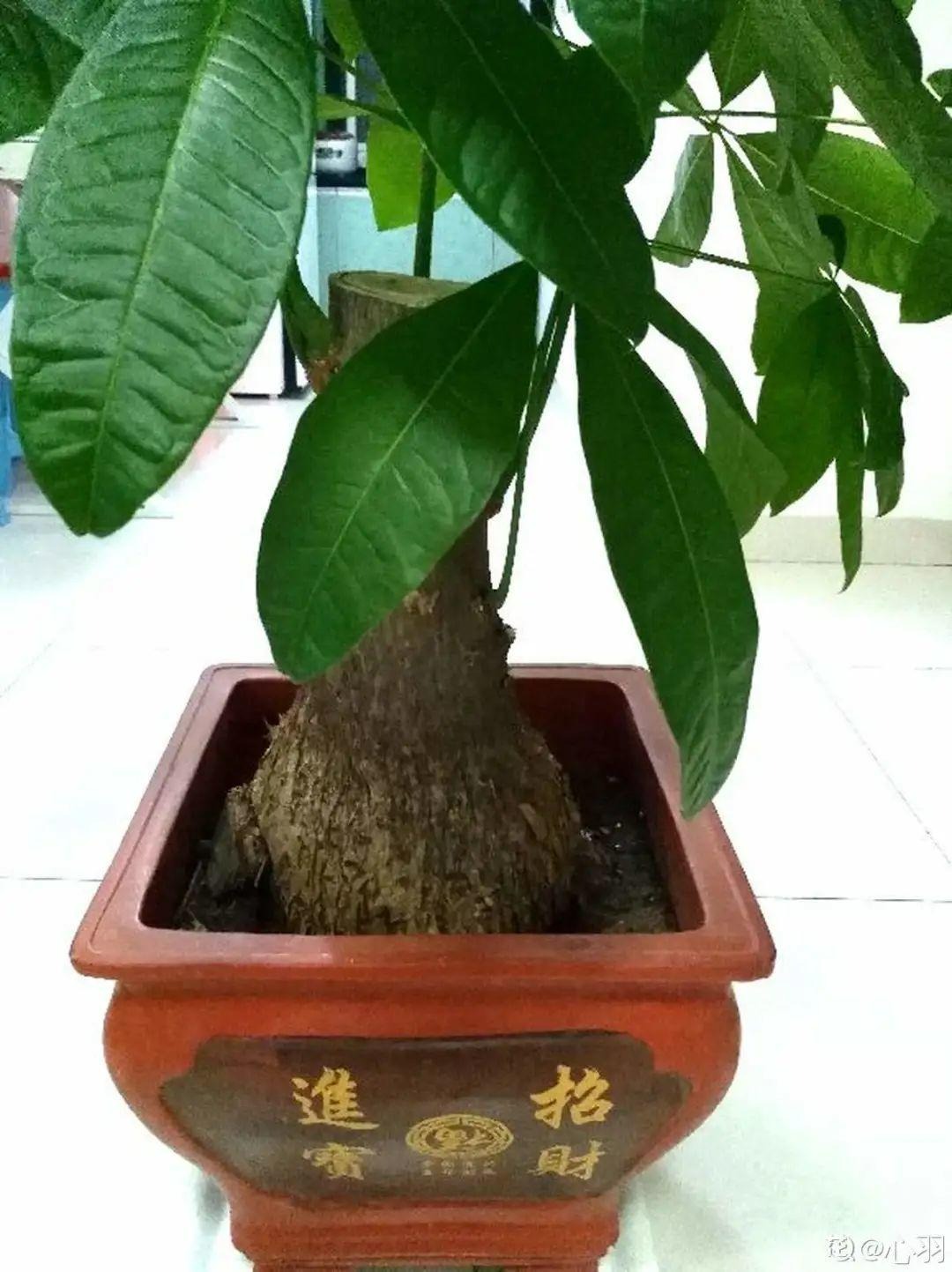 7 cây cảnh "bụng bự", siêu chịu hạn, cả tháng không tưới nước vẫn sống khỏe   - Ảnh 6.