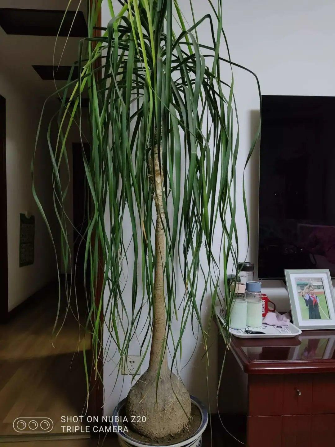 7 cây cảnh "bụng bự", siêu chịu hạn, cả tháng không tưới nước vẫn sống khỏe   - Ảnh 2.