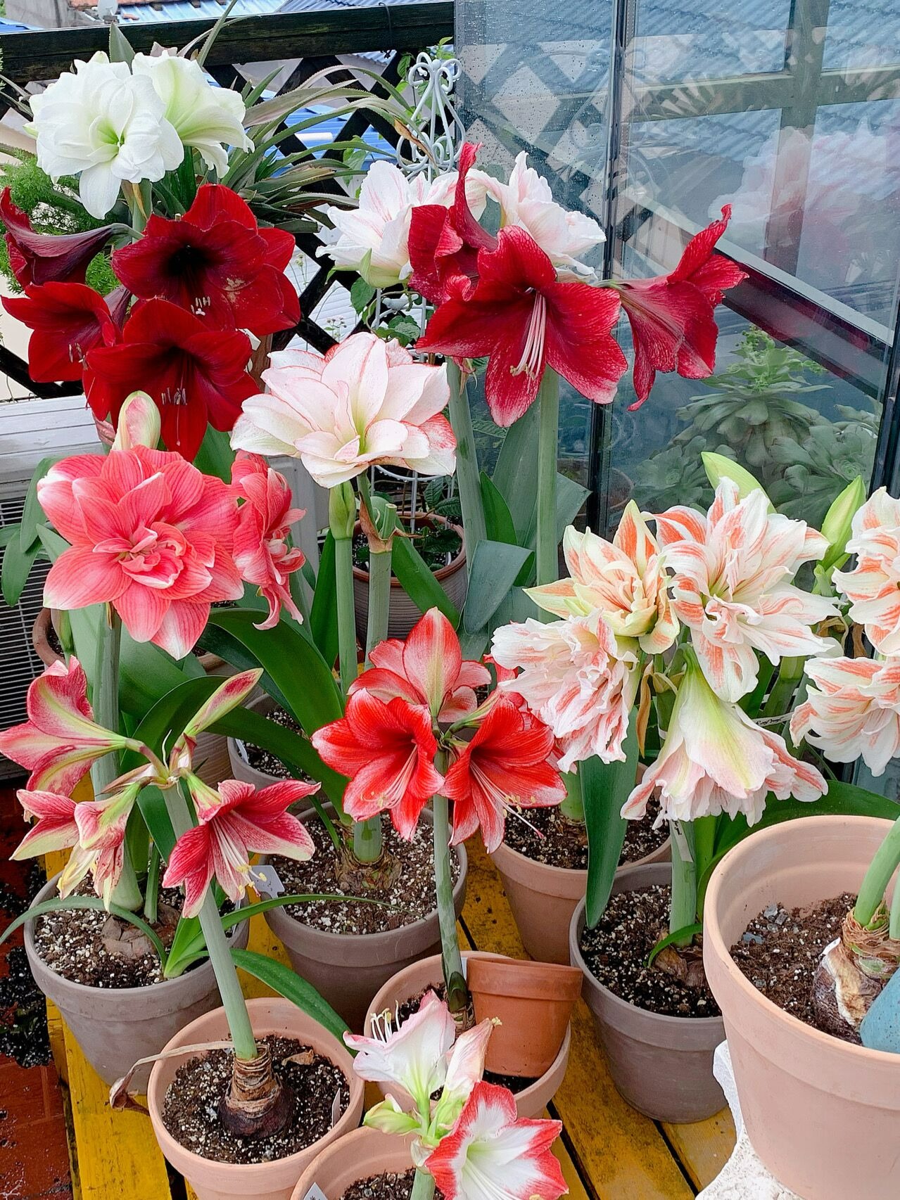 7 cây cảnh "bụng bự", siêu chịu hạn, cả tháng không tưới nước vẫn sống khỏe   - Ảnh 14.